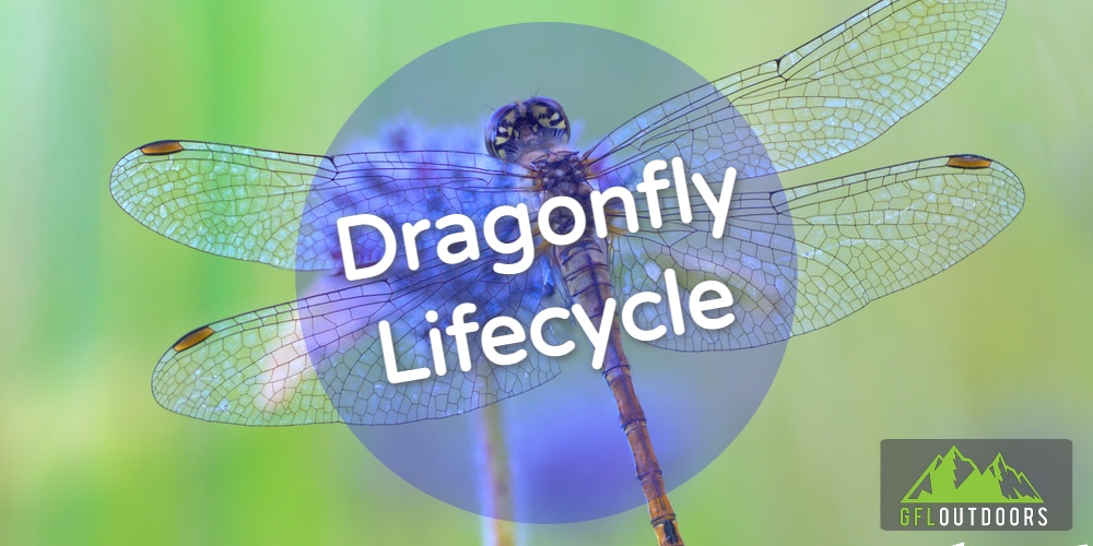 How Long do Dragonflies Live? + Dragonfly Lifecycle Stages