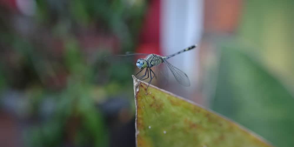 Dragonfly Adult Stage