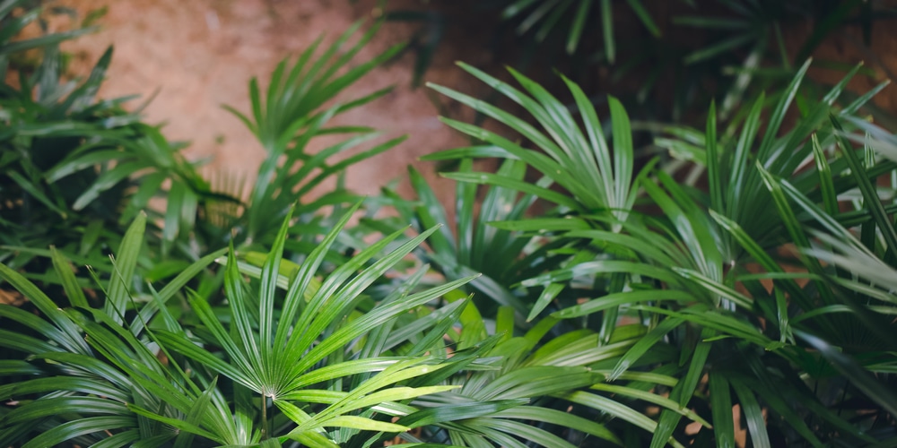 Multi Trunk Palm Trees