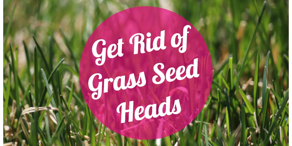 How to Get Rid of Grass Seed Heads from Your Lawn GFL Outdoors