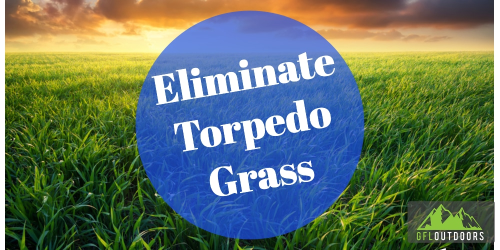 How to Get Rid of Torpedo Grass in Your Lawn GFL Outdoors