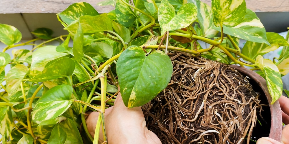 Examine Money Plant Roots