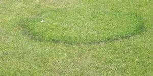fairy rings in grass