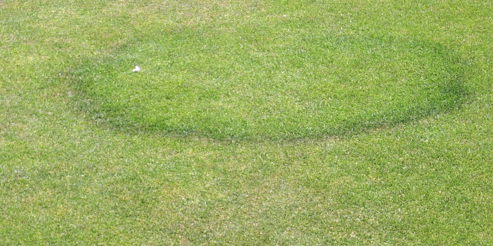 St. Augustine Fairy Rings