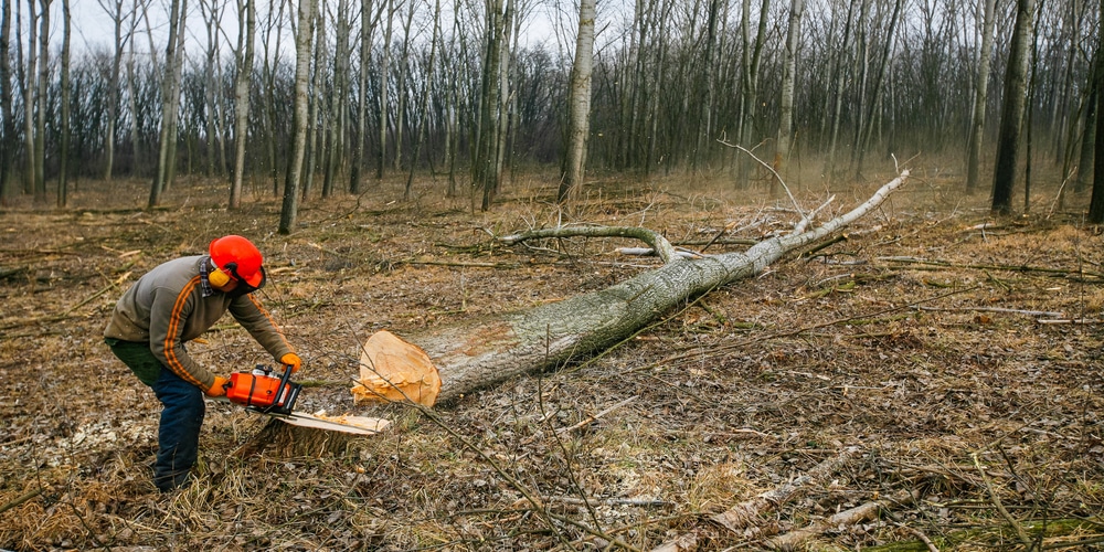 How to Fell a Leaning Tree