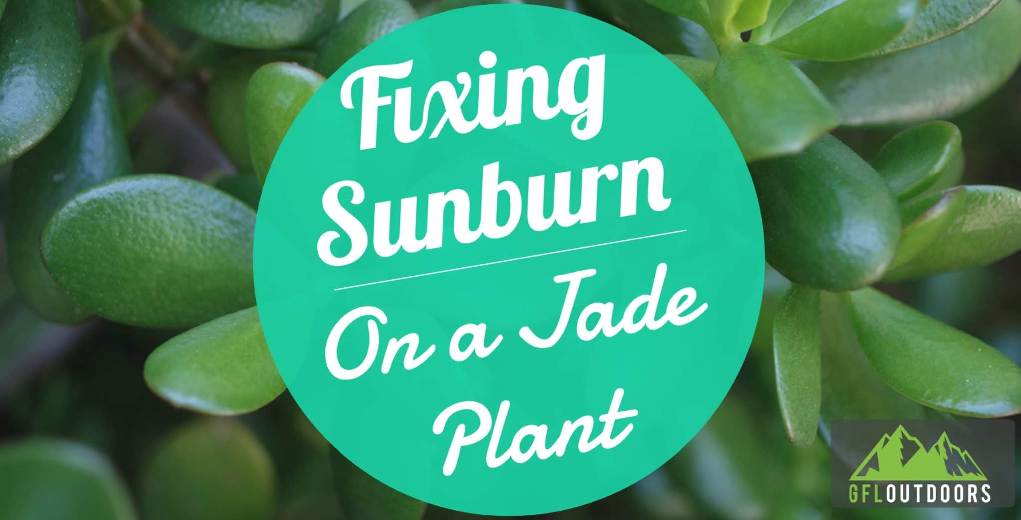 Jade plant too much sun