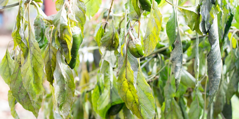 Frost Damaged Pepper Leaves