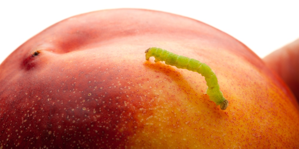 Fruit Worms Eat Holes in Your Pepper Leaves