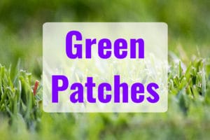 Dark Green Spots in St. Augustine Grass