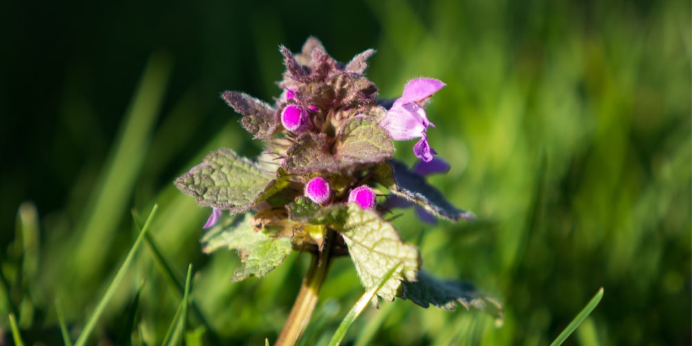 small purple flowers in grass