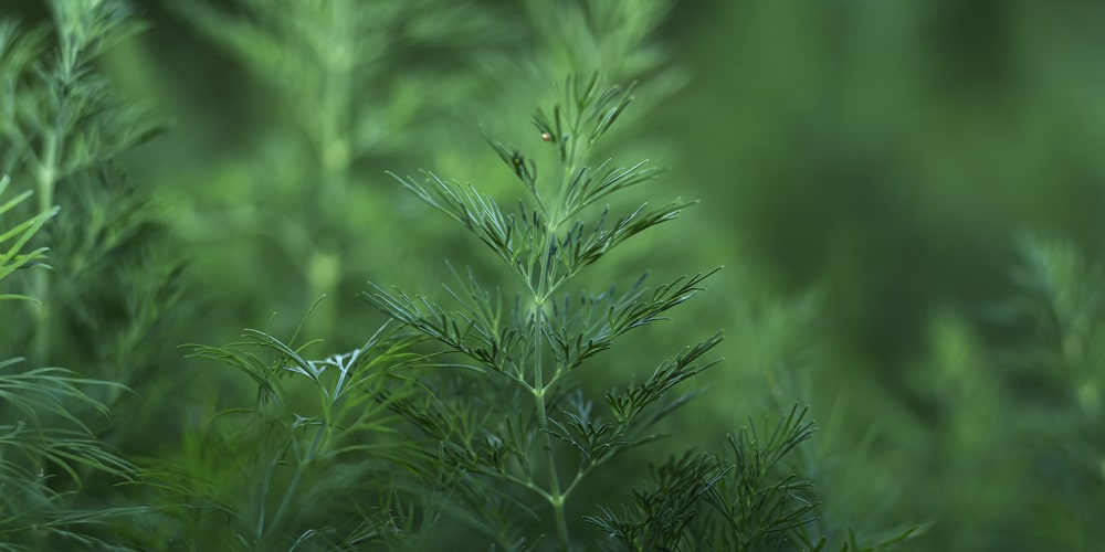 grow dill from cuttings