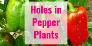 Holes in Pepper Plants