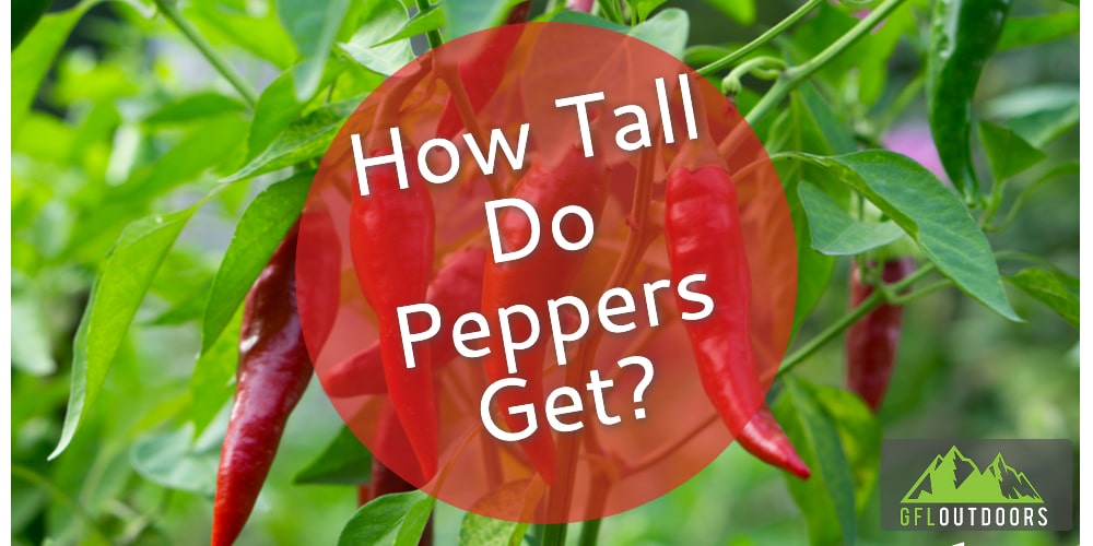 How Big and Tall do Pepper Plants Grow? GFL Outdoors