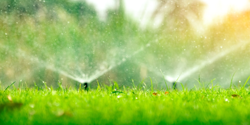 Irrigate to Wash out Grass Seed Heads