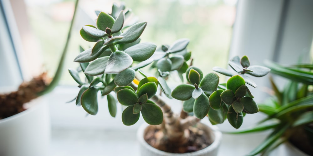 Jade in window planter