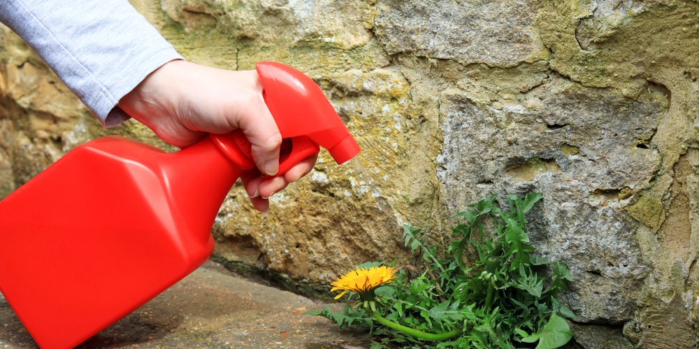 Ammonia Kills Dandelions