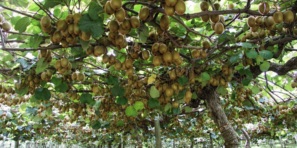 Kiwi Growing Season