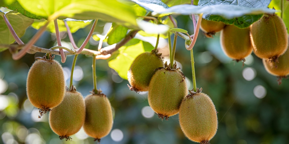 do kiwis grow on trees