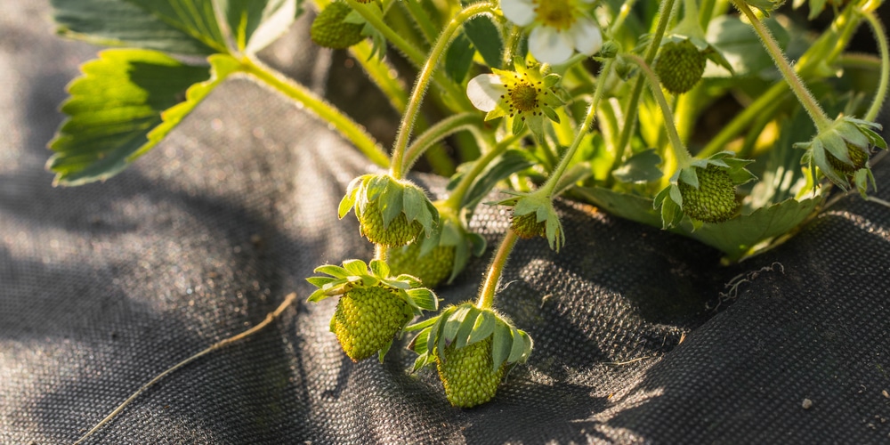 Stop Weeds from Growing Under Deck