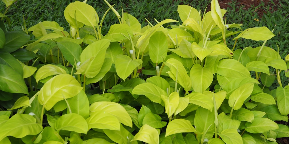 Trim the Longest Vines