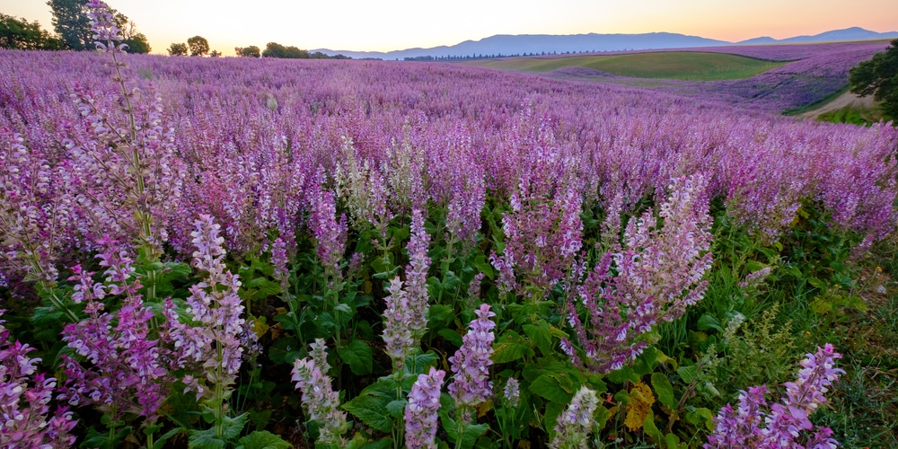 Use Meadow Shade to Attract Dragonflies