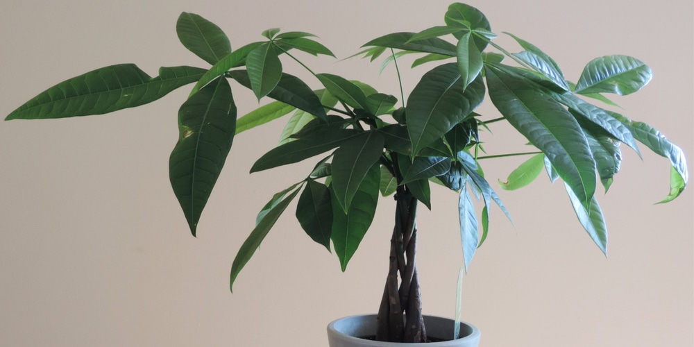 Money Tree Propagation