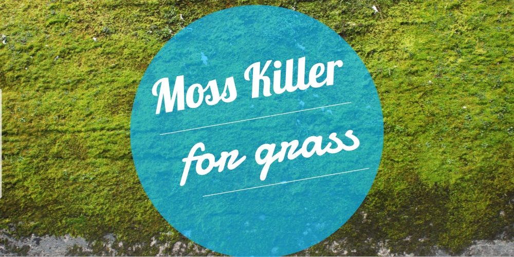 How to Get Rid of Moss in Your Grass (With or Without Moss Killer)