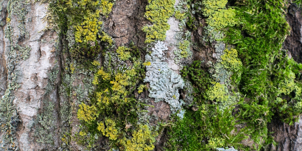 Remove Moss From Tree
