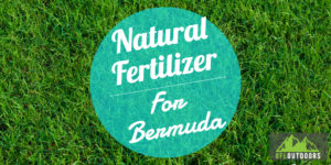 Natural/Organic Fertilizer for Bermuda
