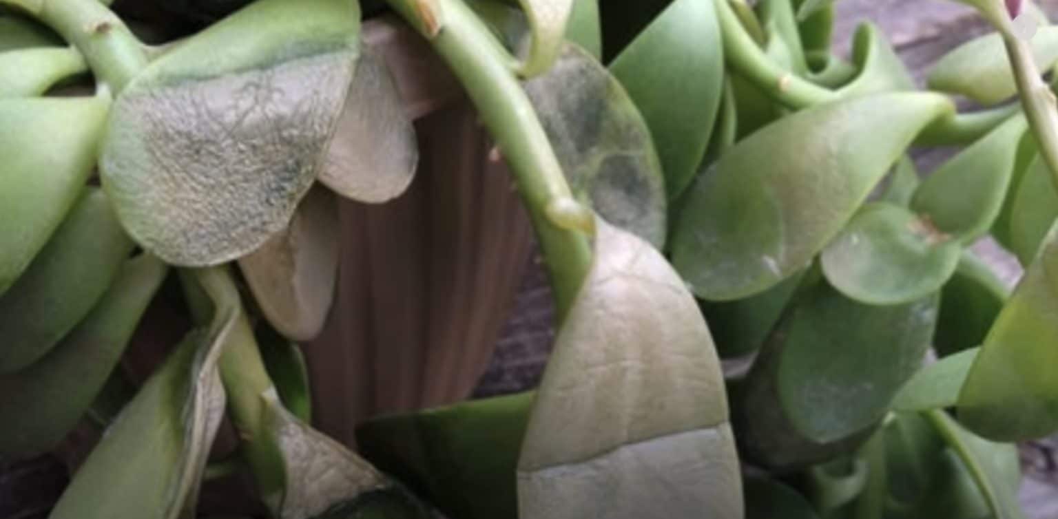 Jade Plant Watering Requirements Overwatered and Underwatered Signs