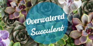 What to do about an overwatered Succulent