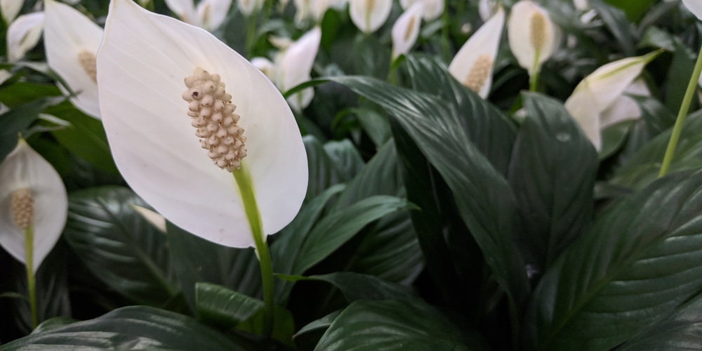 Peace Lily Produces a lot of oxygen