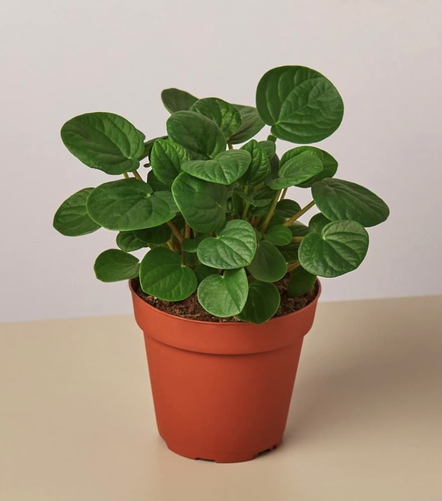 Peperomia Rana Verde