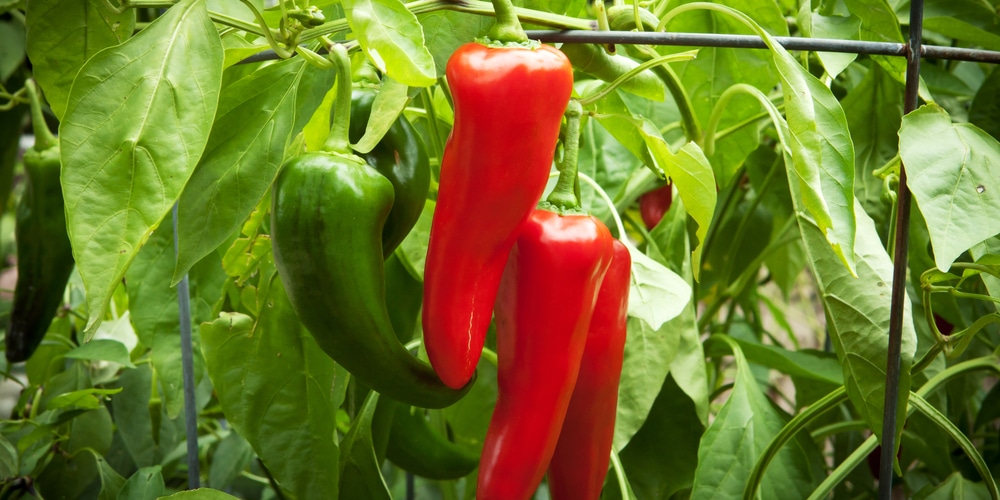 growing peppers in texas