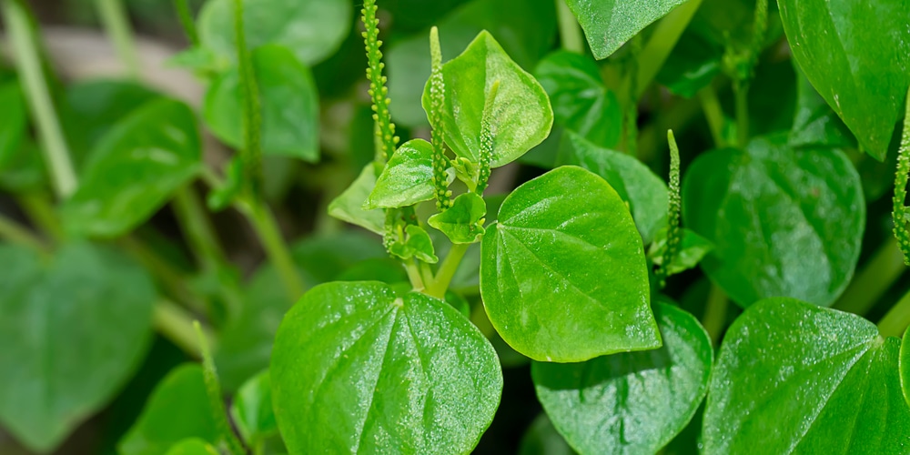 pepper flower