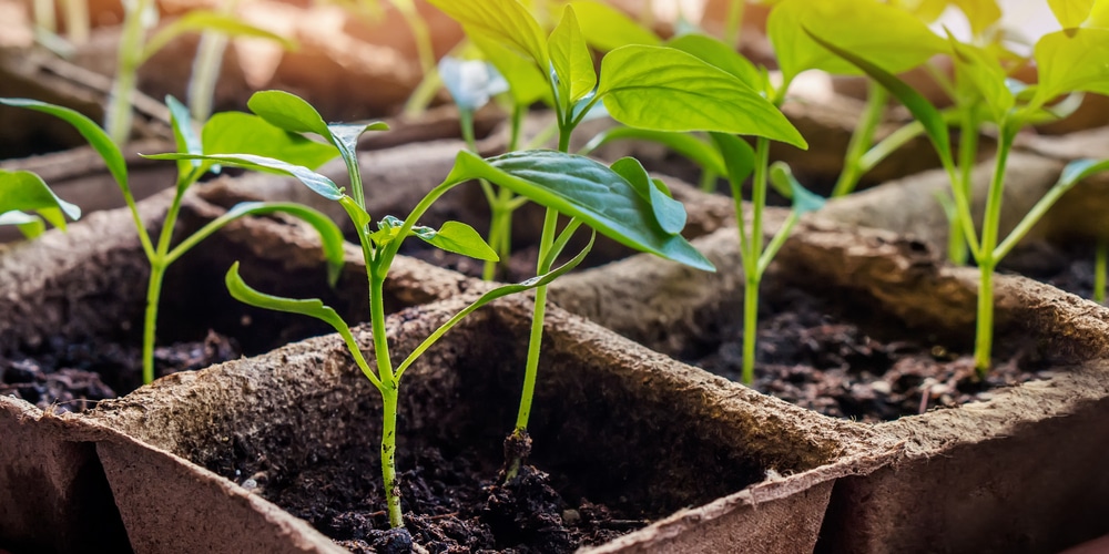 How to Protect Pepper Seedlings from Cold