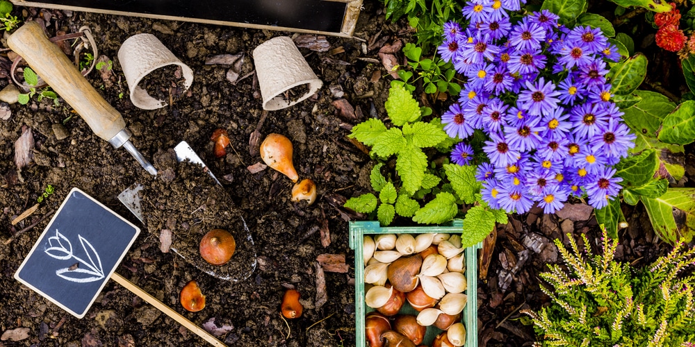 When to plant bulbs in the bay area