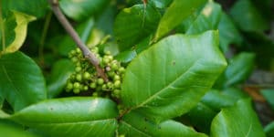 Sumac Identification