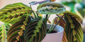 Prayer Plant Yellow Leaves