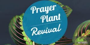 Prayer Plant Revival