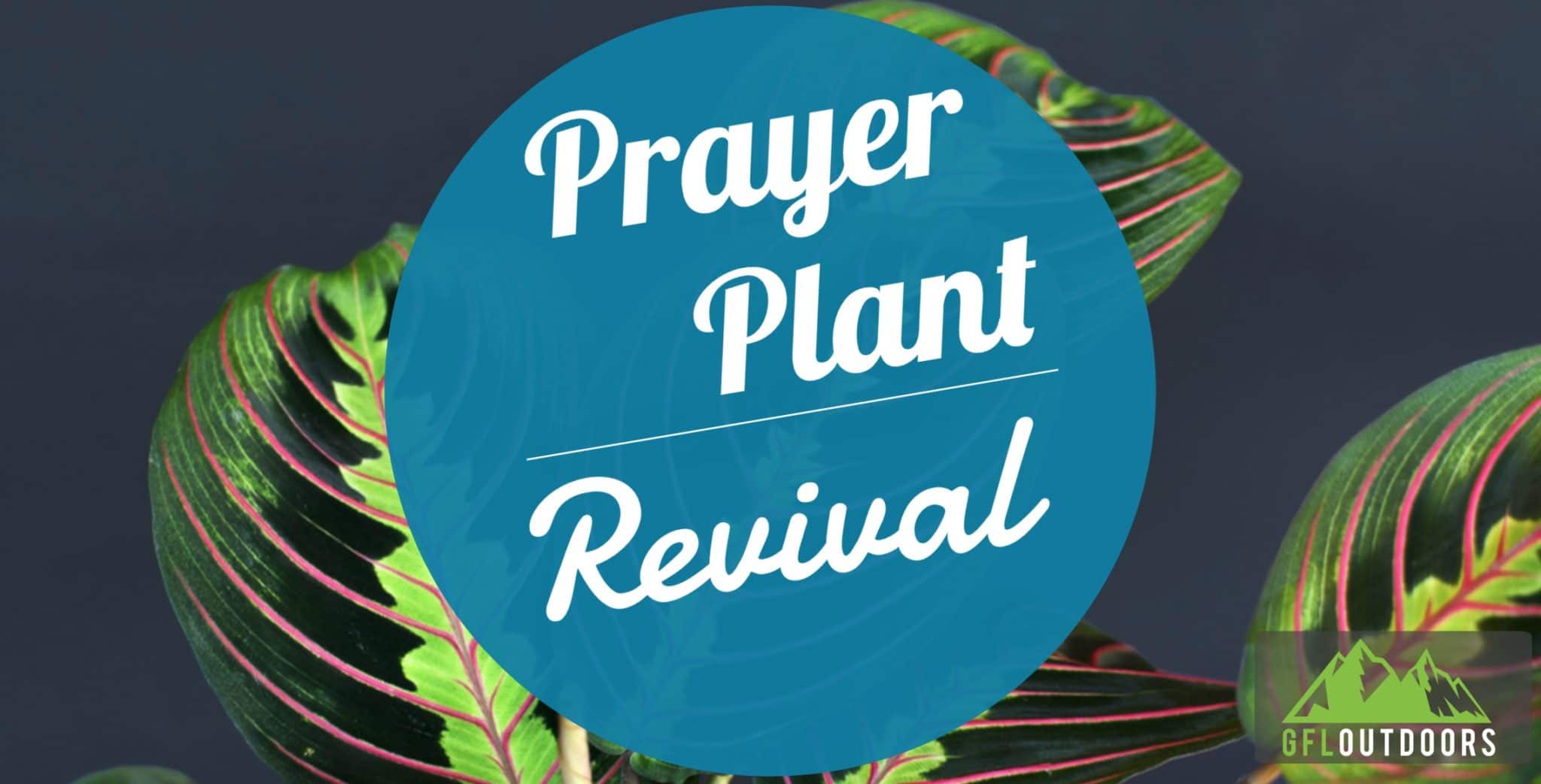 How to Revive a Prayer Plant + Care Best Practices GFL Outdoors