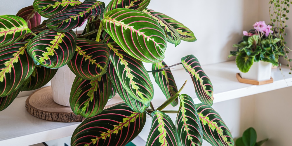 Prayer Plant at Night