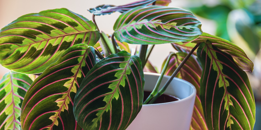 Prayer Plant at Night