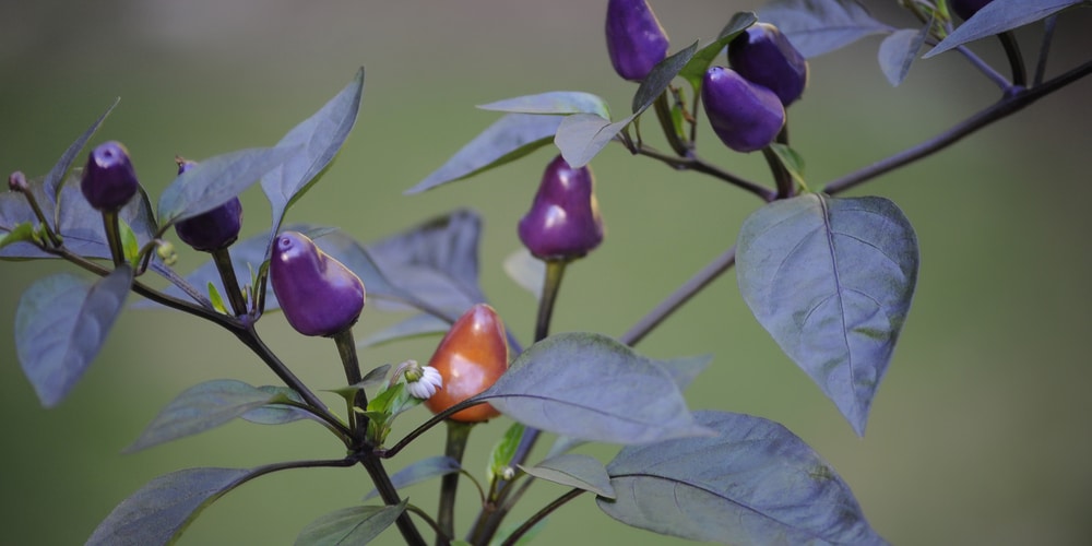 Pretty Purple Pepper