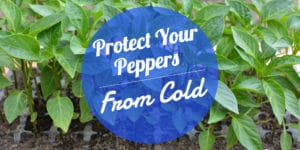 Protect Your Peppers from the Cold