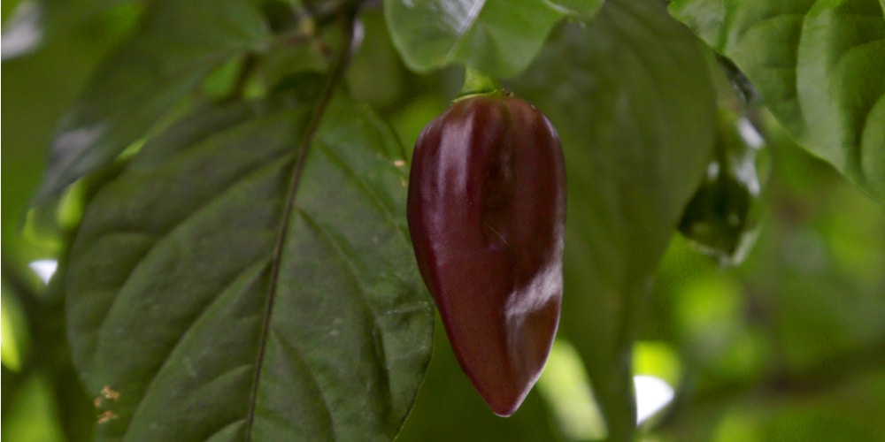 Purple Bhut Jolokia Ghost Pepper