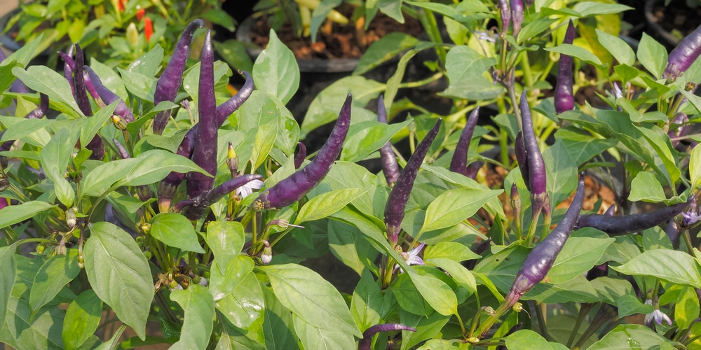 Purple Cayenne Pepper