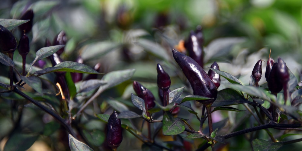 Purple Cluster Pepper