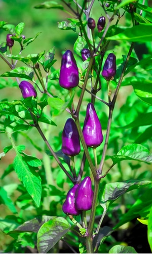 Purple Jalapeno Pepper