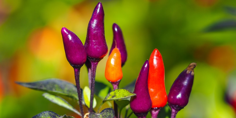 Peppers That Grow Upwards